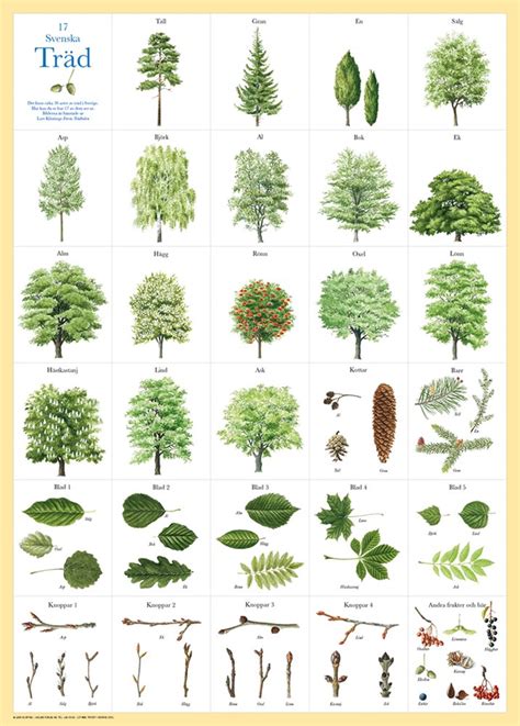 Identifiera träd